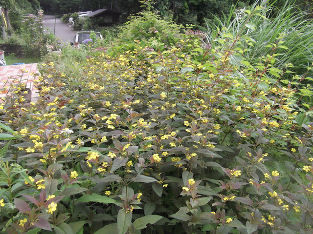 DSCF3065.JPG