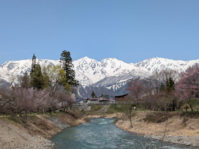 250422大出のつり橋桜状況横撮り.jpg