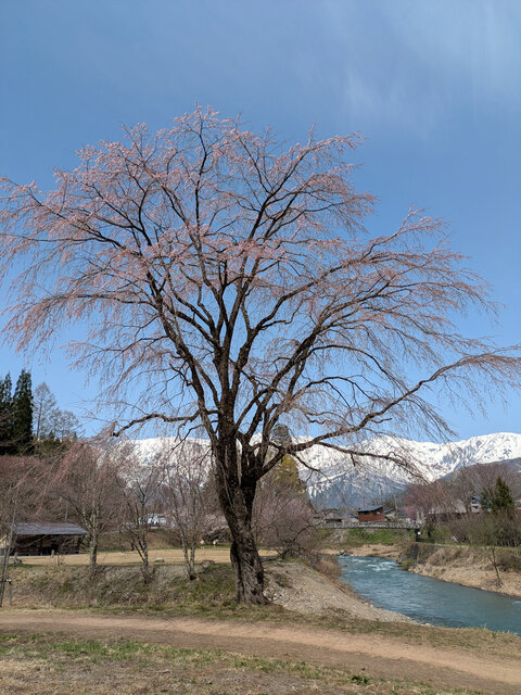 250422大出の枝垂れ桜五分咲き？.jpg